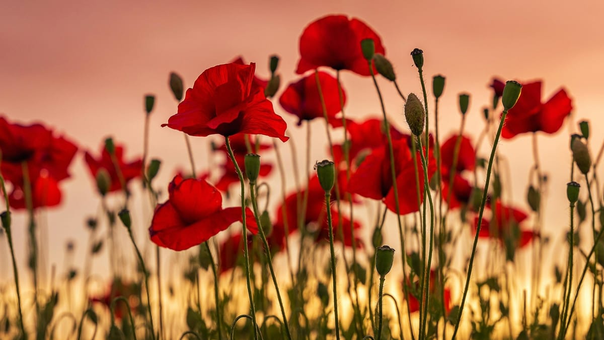 Pte Robert Wood of Amington